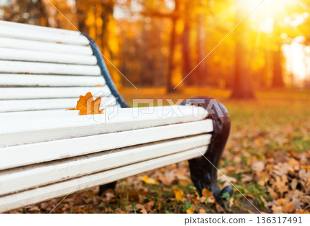 White wooden bench in autumn park. Seasonal fall nature on sunset with sun beams White wooden bench in autumn park. Seasonal fall nature on sunset with sun beams 136317491