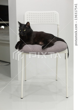 Black cat lounging on a modern chair with soft cushion in a minimalist interior setting Black cat lounging on a modern chair with soft cushion in a minimalist interior setting 136317541