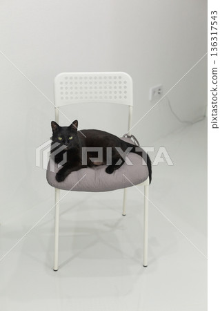 Black cat lounging on a modern chair with soft cushion in a minimalist indoor setting Black cat lounging on a modern chair with soft cushion in a minimalist indoor setting 136317543