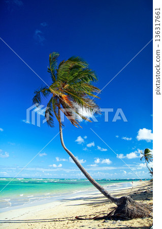Beautiful beach with a blue caribbean sea and palm trees in the background. The coastline is empty and the water is calm Beautiful beach with a blue caribbean sea and palm trees in the background. The coastline is empty and the water is calm 136317661