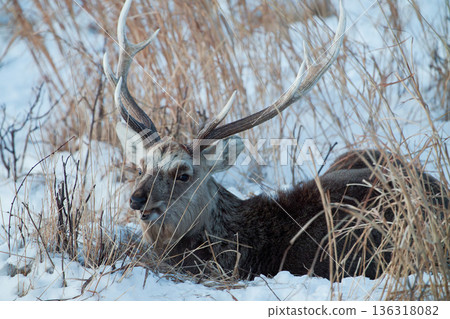 Ezo deer Ezo deer 136318082