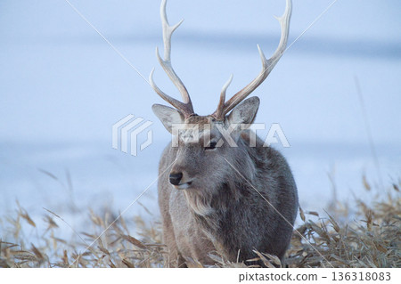 Ezo deer Ezo deer 136318083