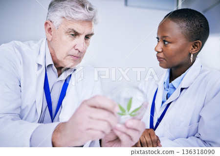 Weed, petri dish and scientist people for research, growth analysis and cannabis medicine solution, advice and study. Training, science and medical mentor, woman or student for cbd test in laboratory Weed, petri dish and scientist people for research, growth analysis and cannabis medicine solution, advice and study. Training, science and medical mentor, woman or student for cbd test in laboratory 136318090