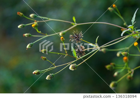 Kosendangusa Kosendangusa 136318094