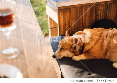 Corgi sleeping on outdoor bench in warm sunset light, cozy terrace scene Corgi sleeping on outdoor bench in warm sunset light, cozy terrace scene 136318602