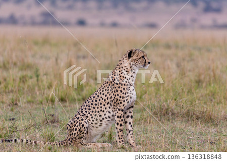 Kenya Photographers By Antony Trivet Photography 136318848