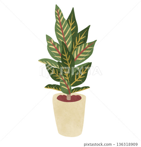 克羅頓盆栽植物水彩手繪插圖 136318909
