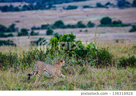 Kenya Photographers By Antony Trivet Photography Kenya Photographers By Antony Trivet Photography 136318928