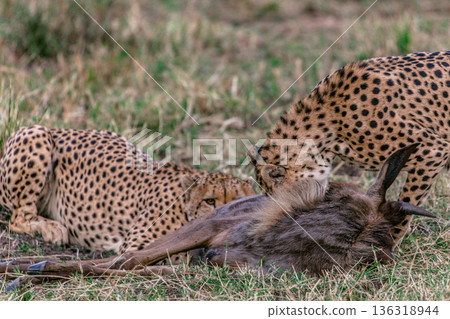 Kenya Photographers By Antony Trivet Photography Kenya Photographers By Antony Trivet Photography 136318944