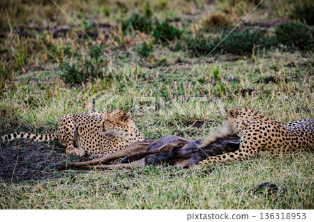 Kenya Photographers By Antony Trivet Photography Kenya Photographers By Antony Trivet Photography 136318953
