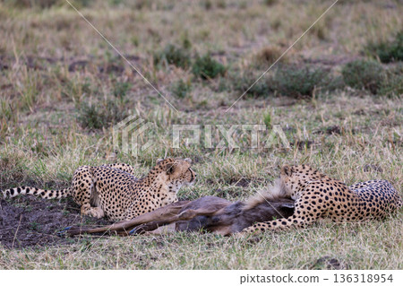 Kenya Photographers By Antony Trivet Photography Kenya Photographers By Antony Trivet Photography 136318954