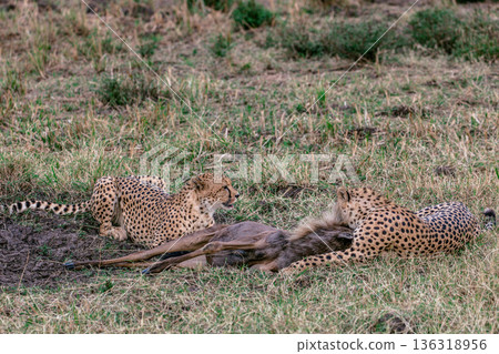 Kenya Photographers By Antony Trivet Photography Kenya Photographers By Antony Trivet Photography 136318956