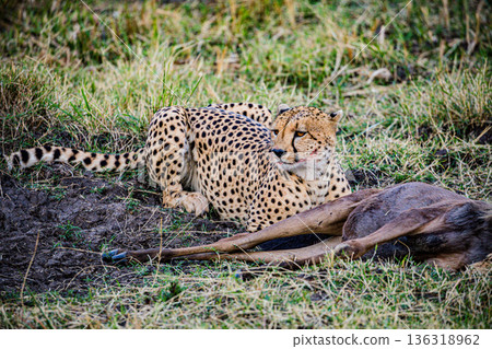 Kenya Photographers By Antony Trivet Photography Kenya Photographers By Antony Trivet Photography 136318962