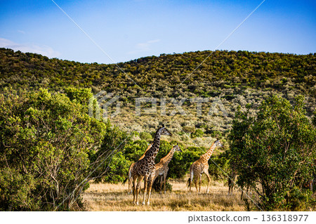 Kenya Photographers By Antony Trivet Photography Kenya Photographers By Antony Trivet Photography 136318977