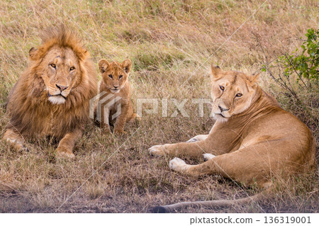Kenya Photographers By Antony Trivet Photography 136319001