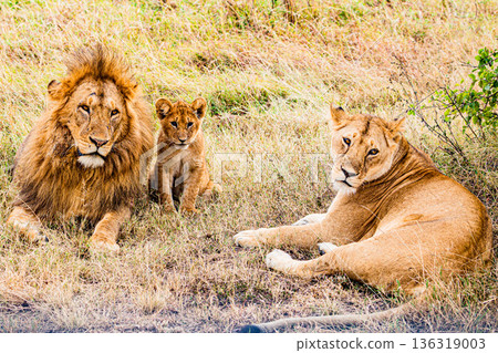 Kenya Photographers By Antony Trivet Photography 136319003