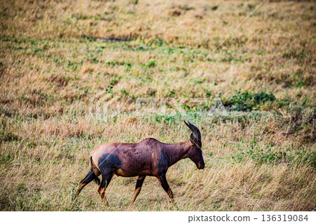 Kenya Photographers By Antony Trivet Photography 136319084