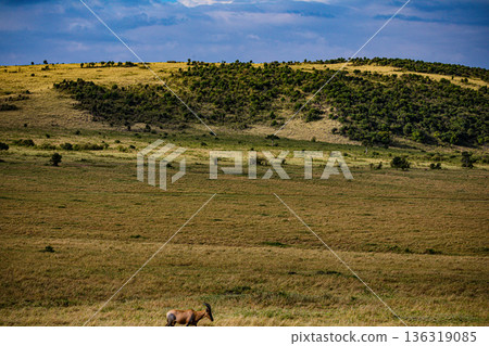 Kenya Photographers By Antony Trivet Photography 136319085