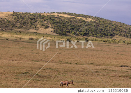 Kenya Photographers By Antony Trivet Photography 136319086