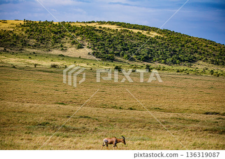 Kenya Photographers By Antony Trivet Photography Kenya Photographers By Antony Trivet Photography 136319087