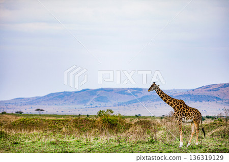 Kenya Photographers By Antony Trivet Photography 136319129