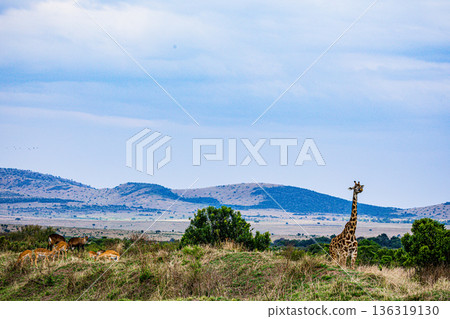 Kenya Photographers By Antony Trivet Photography 136319130