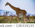 Kenya Photographers By Antony Trivet Photography 136319135