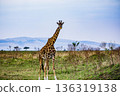 Kenya Photographers By Antony Trivet Photography 136319138