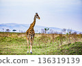 Kenya Photographers By Antony Trivet Photography 136319139