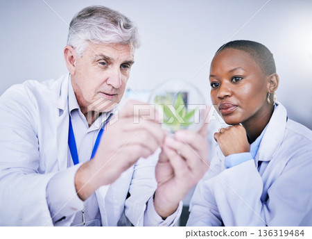 Cannabis, Petri dish and scientist people for research, growth analysis and weed medicine solution, advice and study. Training, science and medical mentor, woman or student for cbd test in laboratory Cannabis, Petri dish and scientist people for research, growth analysis and weed medicine solution, advice and study. Training, science and medical mentor, woman or student for cbd test in laboratory 136319484