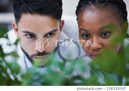 Plants, scientist or science team with magnifying glass for growth or medicine research in laboratory. Leaf, teamwork or scientific researchers with magnifier for agriculture development or studying Plants, scientist or science team with magnifying glass for growth or medicine research in laboratory. Leaf, teamwork or scientific researchers with magnifier for agriculture development or studying 136319597