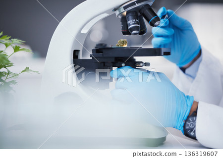 Weed, microscope or hands of scientist in laboratory research, marijuana experiment or analysis test. Innovation, biotechnology or science researcher studying with equipment to examine weed bud plant 136319607