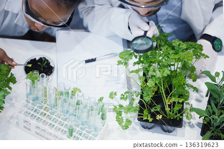 Plants, teamwork or scientists with magnifying glass or test tube for soil growth or medicine research in lab. Leaf data, study or science team with sample for agriculture development or environment Plants, teamwork or scientists with magnifying glass or test tube for soil growth or medicine research in lab. Leaf data, study or science team with sample for agriculture development or environment 136319623
