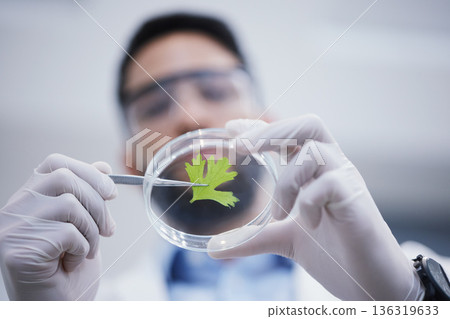 Research, man or scientist with plant sample for analysis, floral sustainability or leaf growth innovation. Hands blur, studying biotechnology or ecology expert in a laboratory for agro development 136319633
