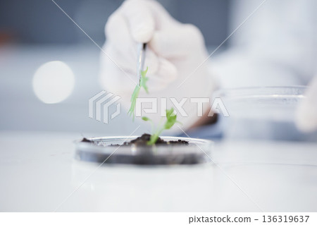 Plant science, research and closeup hands for analysis or a leaf for an investigation on growth. Innovation, medical and a scientist with a check for progress on ecology for sustainability in a lab 136319637