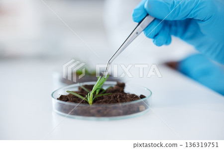 Hands, tweezer and science with plant for research, experiment and leaf. Scientist, medical professional and doctor with petri dish for botany, food study and agriculture for natural growth in lab. Hands, tweezer and science with plant for research, experiment and leaf. Scientist, medical professional and doctor with petri dish for botany, food study and agriculture for natural growth in lab. 136319751