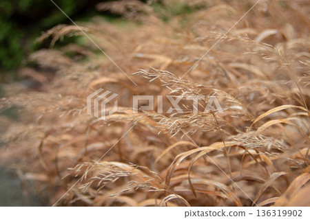 Hakonechloa macra dry golden winter leaves. Japanese forest grass or hakone grass soft gocus garden texture. Ornamental grass Hakonechloa macra dry golden winter leaves. Japanese forest grass or hakone grass soft gocus garden texture. Ornamental grass 136319902