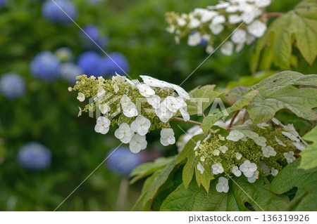 White oakleaf hydrangea panicles on blurred blue bigleaf hydrangea background. Hydrangea quercifolia 136319926