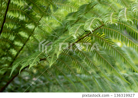 Ancient fern fronds. Prehistoric plant foliage background 136319927