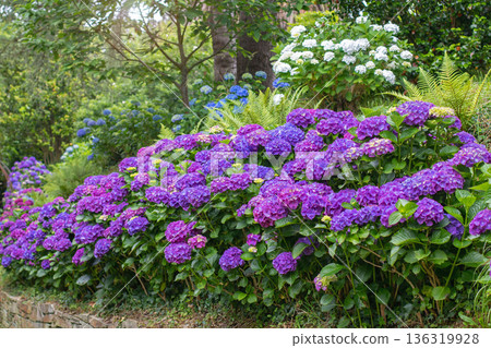 Colorful bigleaf hydrangeas blooming in lush forest garden Colorful bigleaf hydrangeas blooming in lush forest garden 136319928