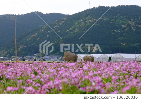 Blooming Chinese milk vetch flowers and straw mammoth Blooming Chinese milk vetch flowers and straw mammoth 136320030