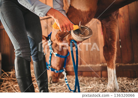 Cleaning, shoes and hands of woman and horse in barn for grooming, help and health. Equestrian, animal and foot with closeup of jockey and pet on countryside farm for blacksmith and maintenance Cleaning, shoes and hands of woman and horse in barn for grooming, help and health. Equestrian, animal and foot with closeup of jockey and pet on countryside farm for blacksmith and maintenance 136320066