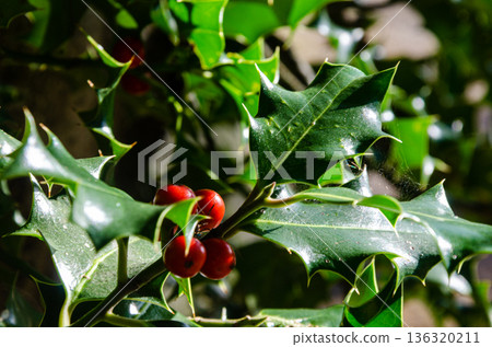 Ilex opaca, the American holly plant with red fruits 136320211
