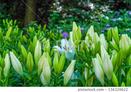 A single white flower blooming among many lily buds. A natural contrast and an early summer garden. 136320622