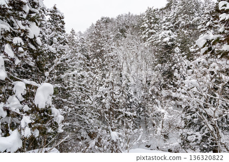 Trees in heavy snow areas 136320822