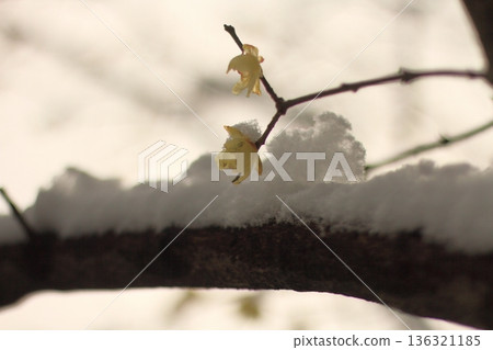 被雪覆蓋。 被雪覆蓋。 136321185