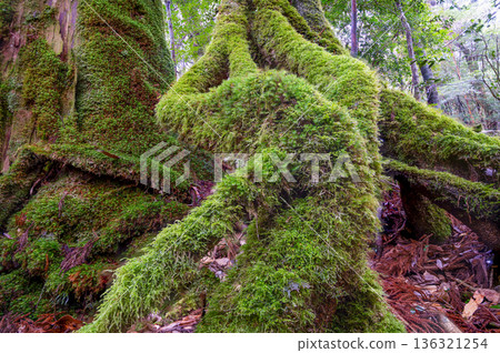 Yakushima, the island where gods reside, moss-covered forest (winter) Yakushima, the island where gods reside, moss-covered forest (winter) 136321254