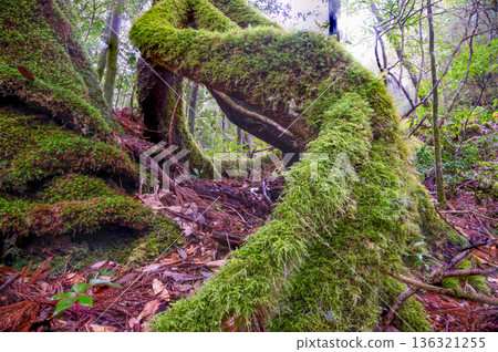 屋久島國立公園:日本最美的苔蘚森林(冬季) 屋久島國立公園:日本最美的苔蘚森林(冬季) 136321255