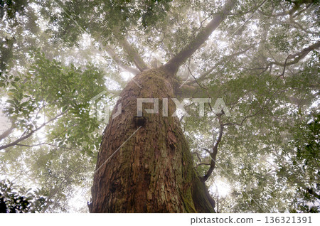 Mysterious Forest of Yakushima National Park (Winter 136321391