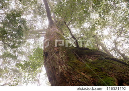 Mysterious Forest of Yakushima National Park (Winter 136321392